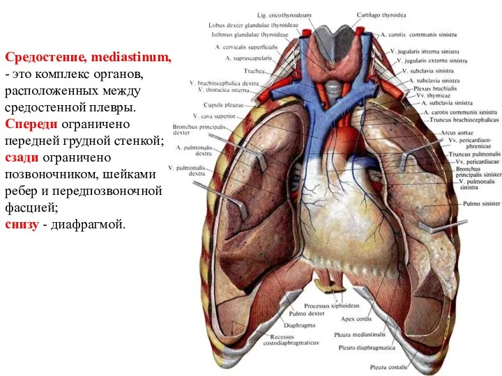 Средостение, mediastinum, - это комплекс органов, расположенных между средостенной плевры. Спереди ограничено передней
