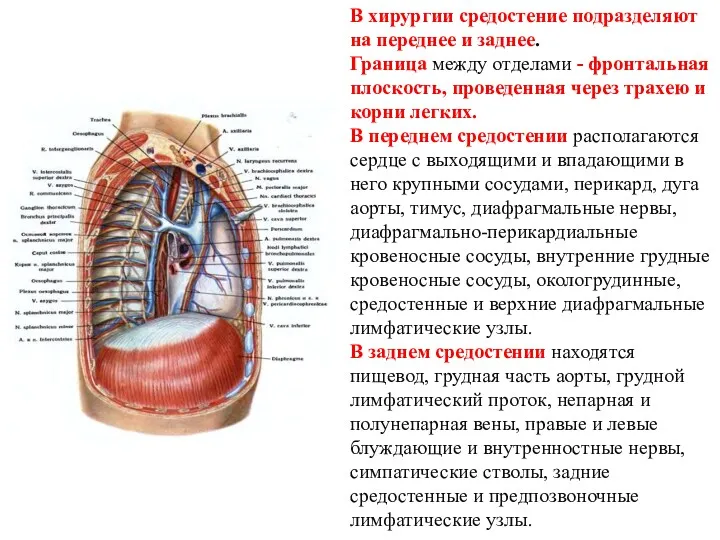 В хирургии средостение подразделяют на переднее и заднее. Граница между