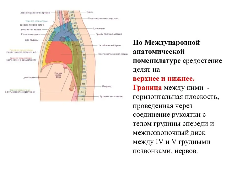 По Международной анатомической номенклатуре средостение делят на верхнее и нижнее. Граница между ними