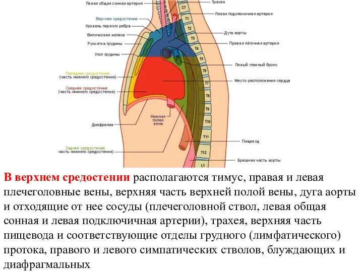 В верхнем средостении располагаются тимус, правая и левая плечеголовные вены, верхняя часть верхней