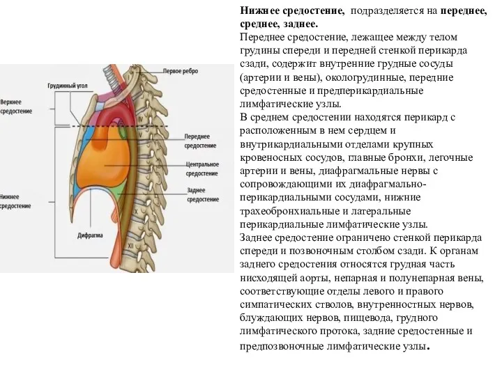 Нижнее средостение, подразделяется на переднее, среднее, заднее. Переднее средостение, лежащее