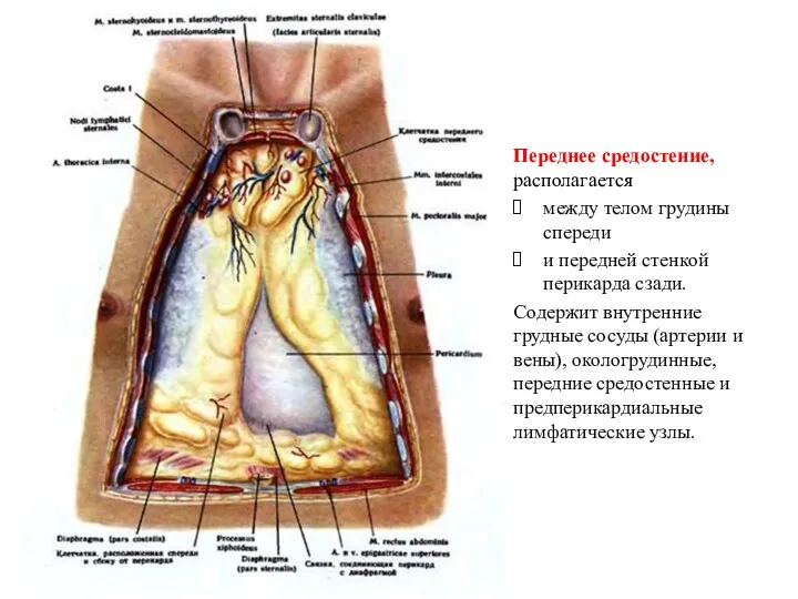Переднее средостение, располагается между телом грудины спереди и передней стенкой перикарда сзади. Содержит