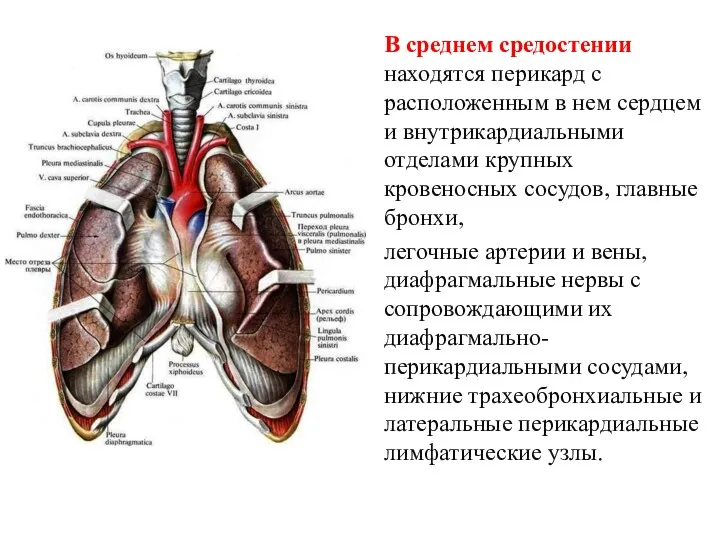 В среднем средостении находятся перикард с расположенным в нем сердцем и внутрикардиальными отделами