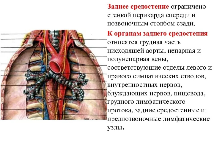 Заднее средостение ограничено стенкой перикарда спереди и позвоночным столбом сзади. К органам заднего