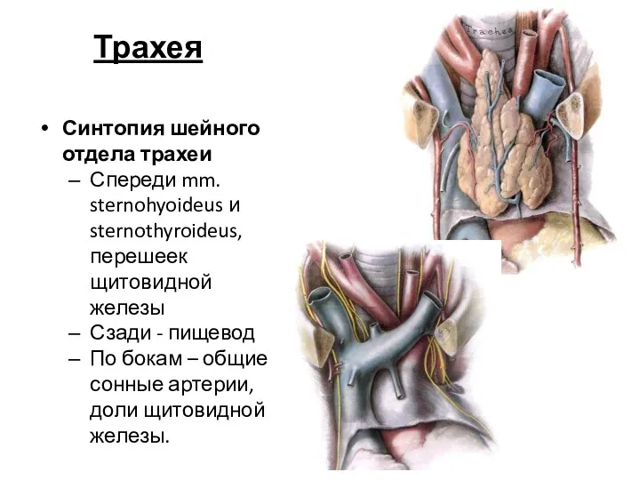 Трахея Синтопия шейного отдела трахеи Спереди mm. sternohyoideus и sternothyroideus, перешеек щитовидной железы