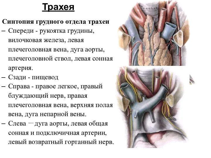 Трахея Синтопия грудного отдела трахеи Спереди - рукоятка грудины, вилочковая железа, левая плечеголовная