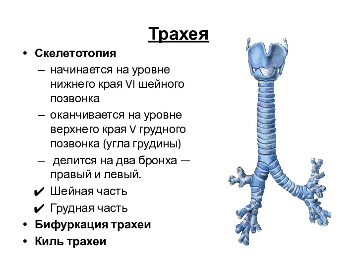 Трахея Скелетотопия начинается на уровне нижнего края VI шейного позвонка оканчивается на уровне