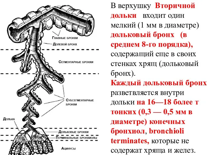 В верхушку Вторичной дольки входит один мелкий (1 мм в