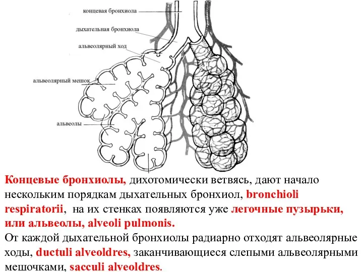Концевые бронхиолы, дихотомически ветвясь, дают начало нескольким порядкам дыхательных бронхиол, bronchioli respiratorii, на