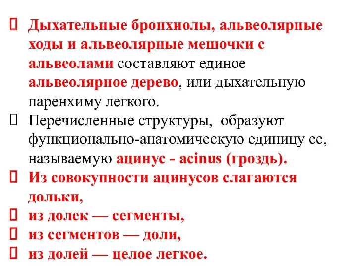 Дыхательные бронхиолы, альвеолярные ходы и альвеолярные мешочки с альвеолами составляют единое альвеолярное дерево,