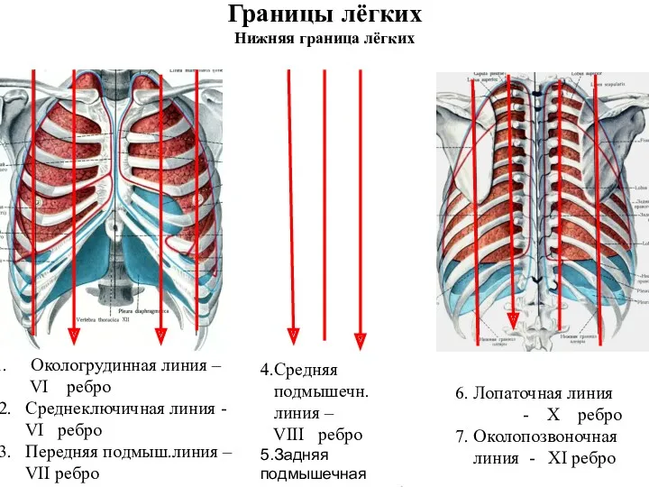 Границы лёгких Нижняя граница лёгких Окологрудинная линия – VI ребро 2. Среднеключичная линия
