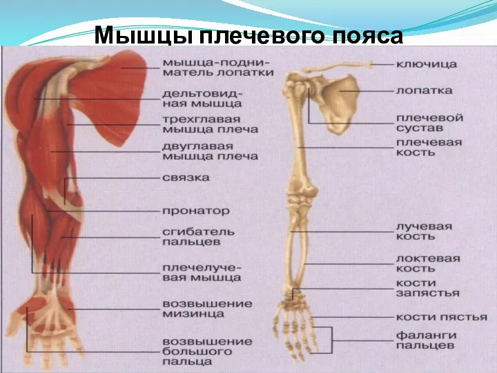 Мышцы плечевого пояса