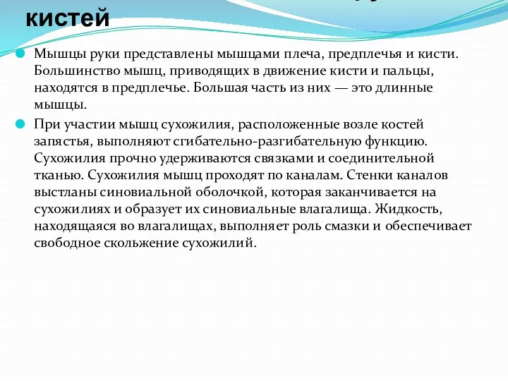 Мышцы плечевого пояса, рук и кистей Мышцы руки представлены мышцами