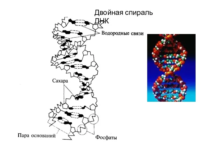 Двойная спираль ДНК