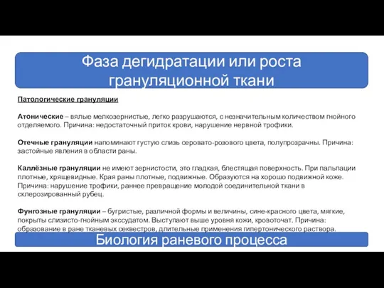 Фаза дегидратации или роста грануляционной ткани Биология раневого процесса Патологические грануляции Атонические –