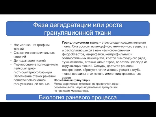 Фаза дегидратации или роста грануляционной ткани Биология раневого процесса Нормализация трофики тканей Снижение