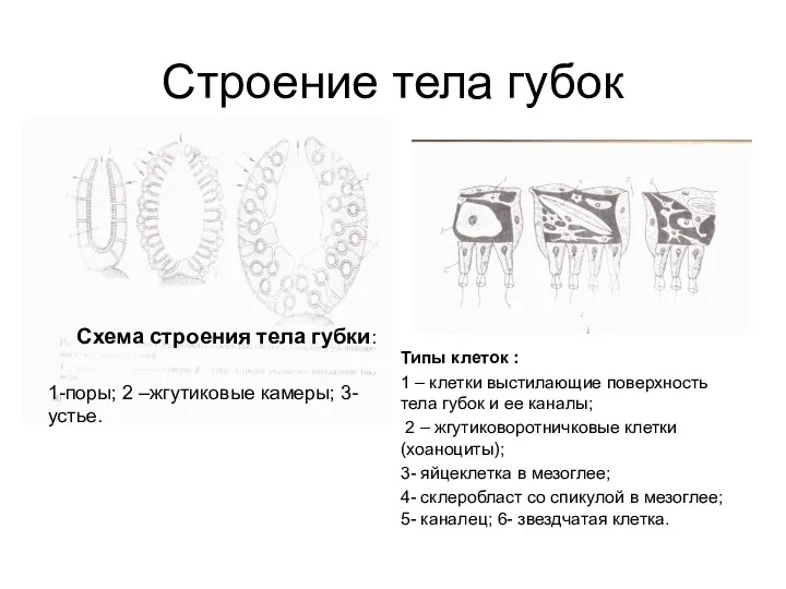 Строение тела губок