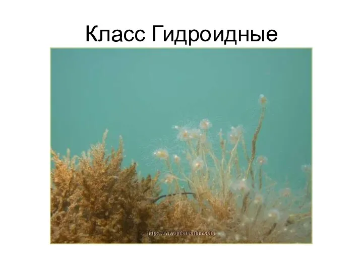 Класс Гидроидные