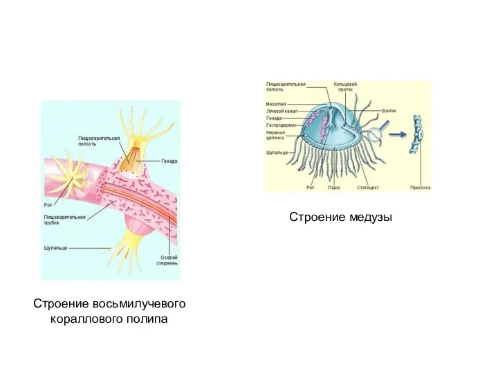 Строение восьмилучевого кораллового полипа Строение медузы
