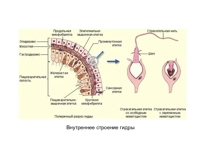 Внутреннее строение гидры