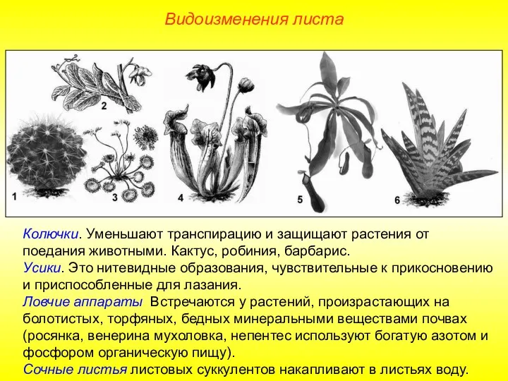 Колючки. Уменьшают транспирацию и защищают растения от поедания животными. Кактус,