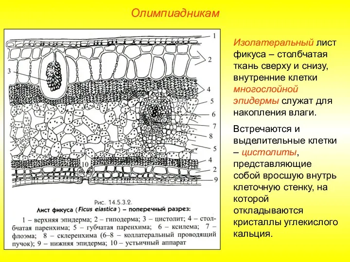 Олимпиадникам Изолатеральный лист фикуса – столбчатая ткань сверху и снизу,