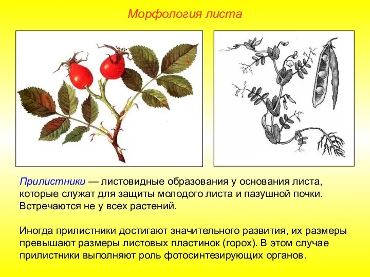 Прилистники — листовидные образования у основания листа, которые служат для