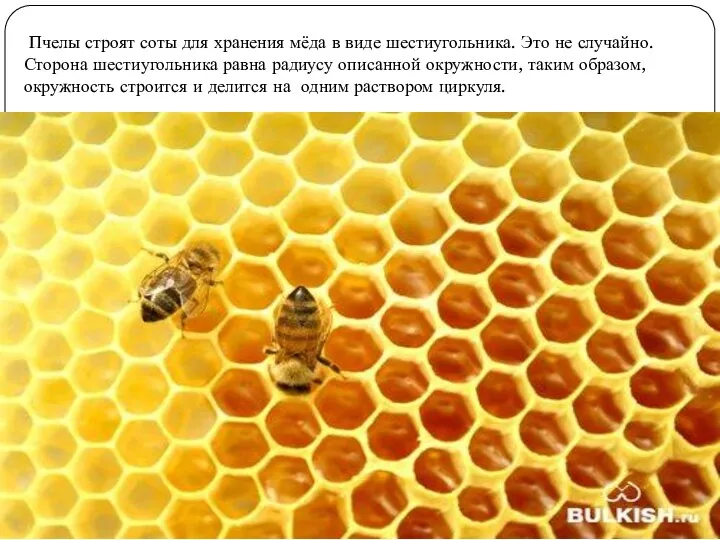 Пчелы строят соты для хранения мёда в виде шестиугольника. Это