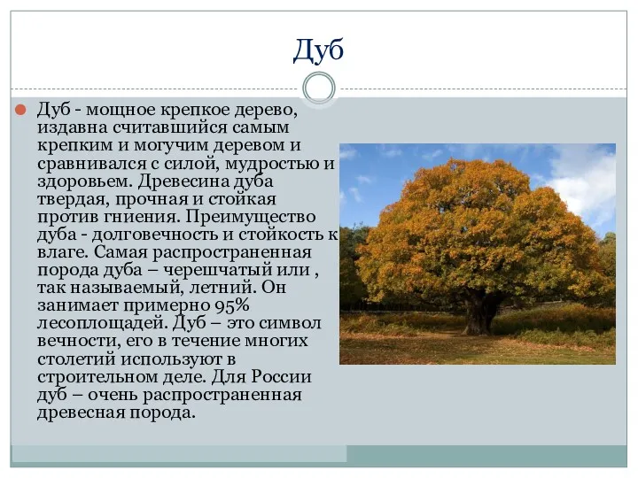 Дуб Дуб - мощное крепкое дерево, издавна считавшийся самым крепким