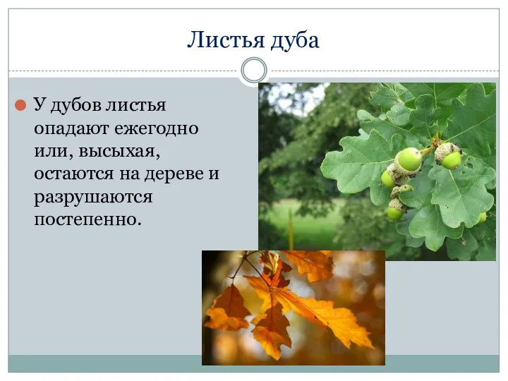 Листья дуба У дубов листья опадают ежегодно или, высыхая, остаются на дереве и разрушаются постепенно.