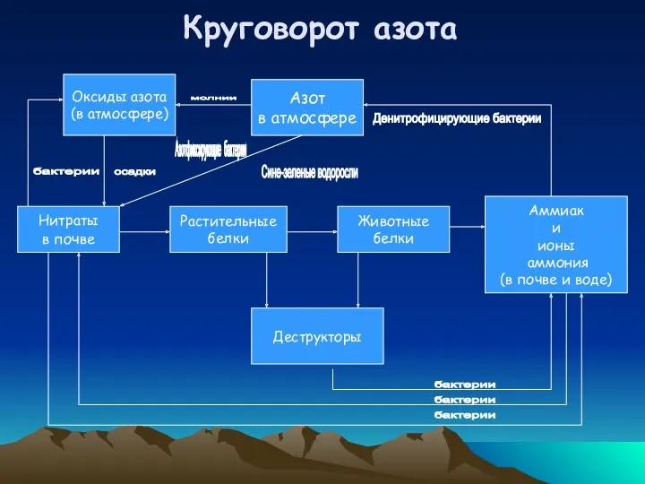 Нитраты в почве Растительные белки Животные белки Аммиак и ионы