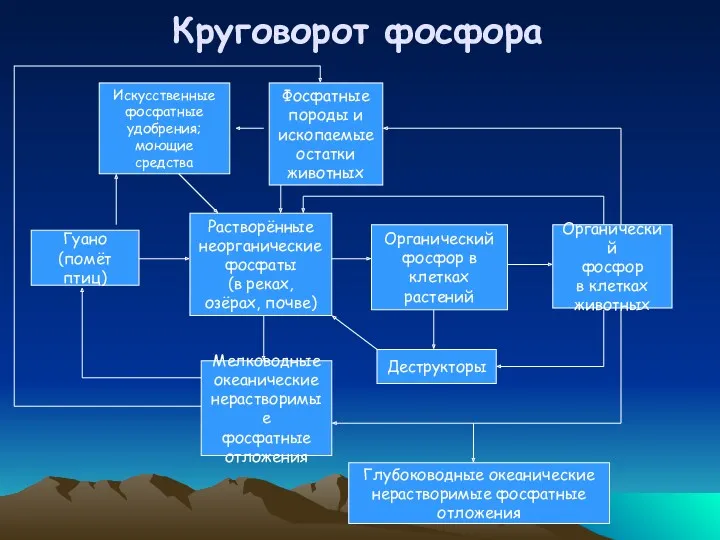 Круговорот фосфора Гуано (помёт птиц) Растворённые неорганические фосфаты (в реках,