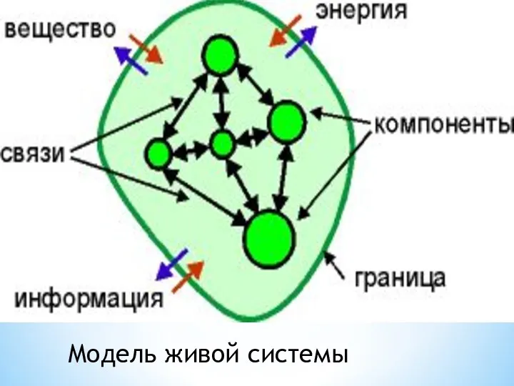 Модель живой системы