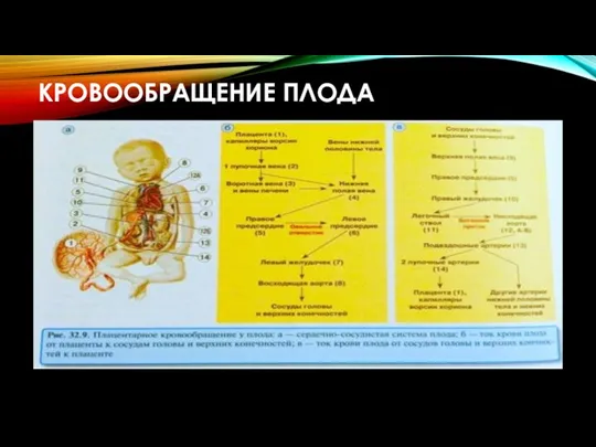 КРОВООБРАЩЕНИЕ ПЛОДА