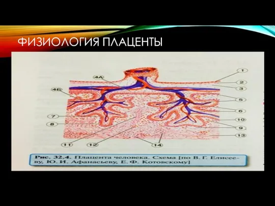 ФИЗИОЛОГИЯ ПЛАЦЕНТЫ