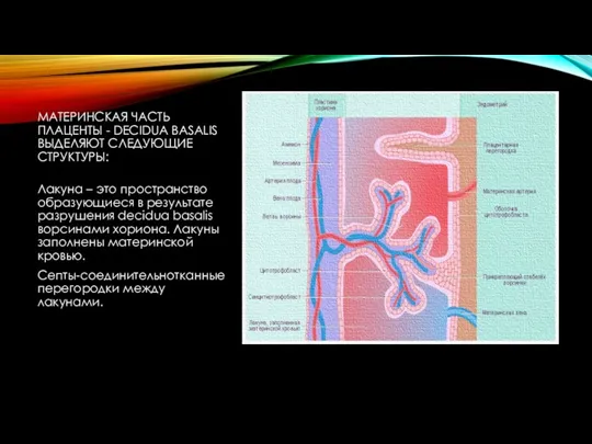 МАТЕРИНСКАЯ ЧАСТЬ ПЛАЦЕНТЫ - DECIDUA BASALIS ВЫДЕЛЯЮТ СЛЕДУЮЩИЕ СТРУКТУРЫ: Лакуна – это пространство