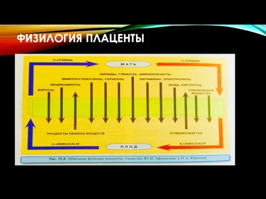 ФИЗИЛОГИЯ ПЛАЦЕНТЫ