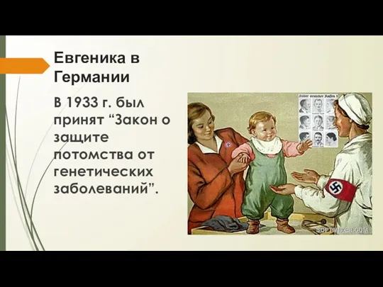 Евгеника в Германии В 1933 г. был принят “Закон о защите потомства от генетических заболеваний”.