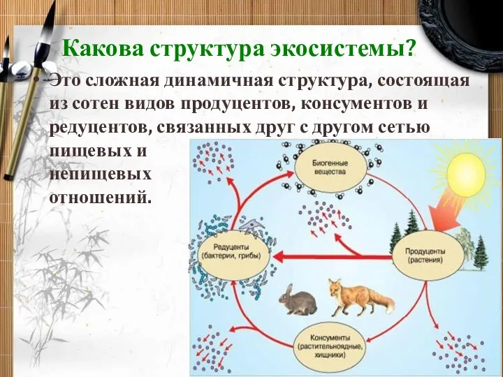 Какова структура экосистемы? Это сложная динамичная структура, состоящая из сотен