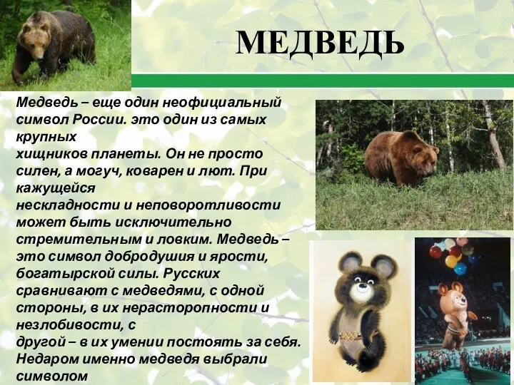 Медведь – еще один неофициальный символ России. это один из