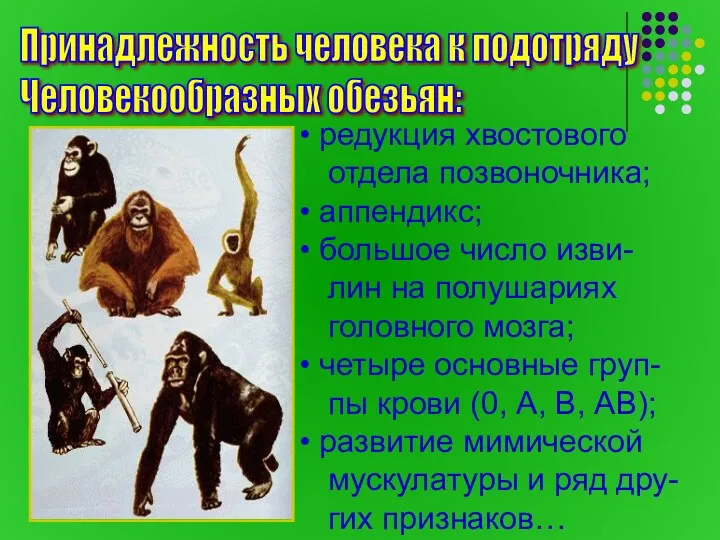Принадлежность человека к подотряду Человекообразных обезьян: редукция хвостового отдела позвоночника;