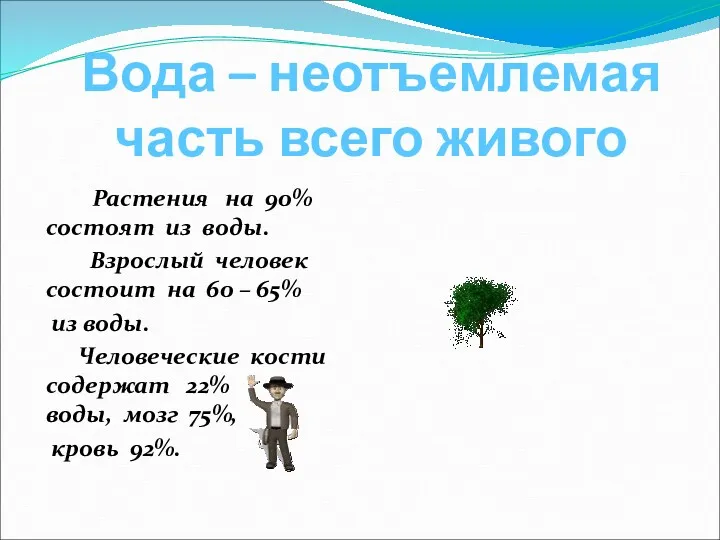 Вода – неотъемлемая часть всего живого Растения на 90% состоят