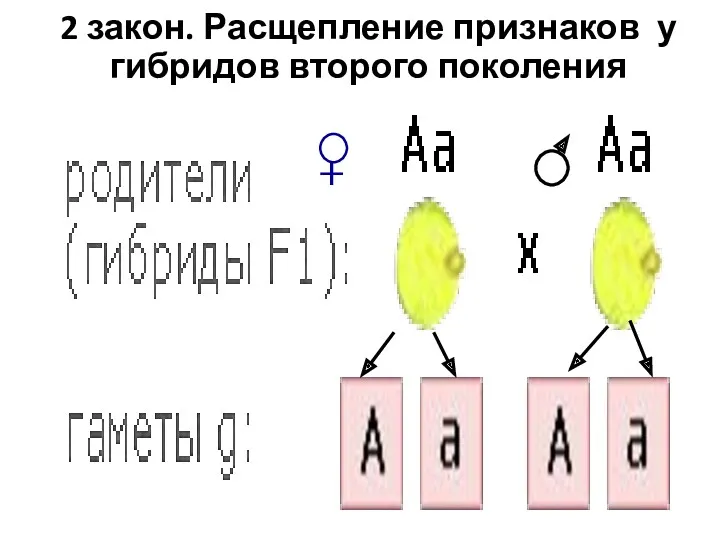 2 закон. Расщепление признаков у гибридов второго поколения