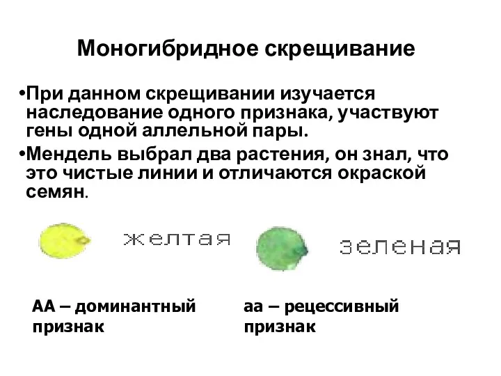 Моногибридное скрещивание При данном скрещивании изучается наследование одного признака, участвуют