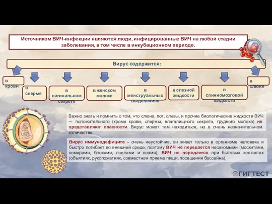 Вирус иммунодефицита – очень неустойчив, он живет только в организме