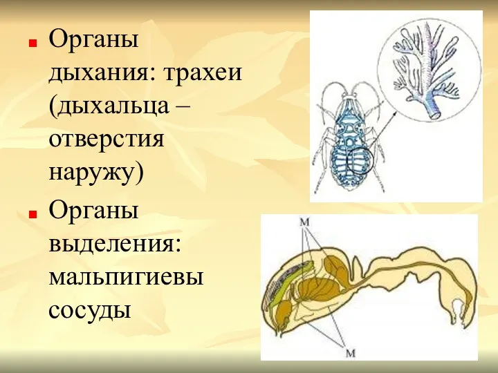 Органы дыхания: трахеи (дыхальца – отверстия наружу) Органы выделения: мальпигиевы сосуды