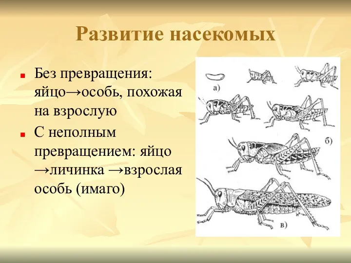 Развитие насекомых Без превращения: яйцо→особь, похожая на взрослую С неполным превращением: яйцо →личинка →взрослая особь (имаго)