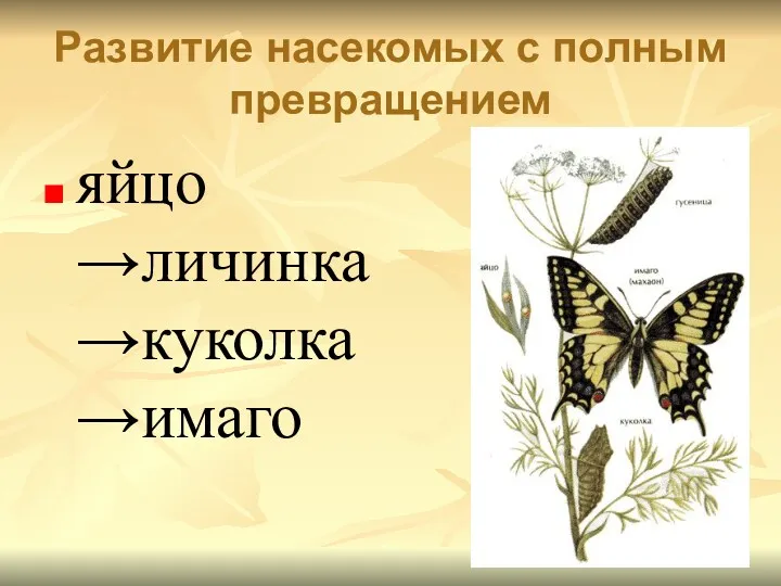 Развитие насекомых с полным превращением яйцо →личинка →куколка →имаго