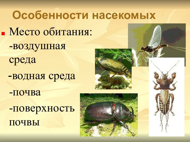 Особенности насекомых Место обитания: -воздушная среда -водная среда -почва -поверхность почвы