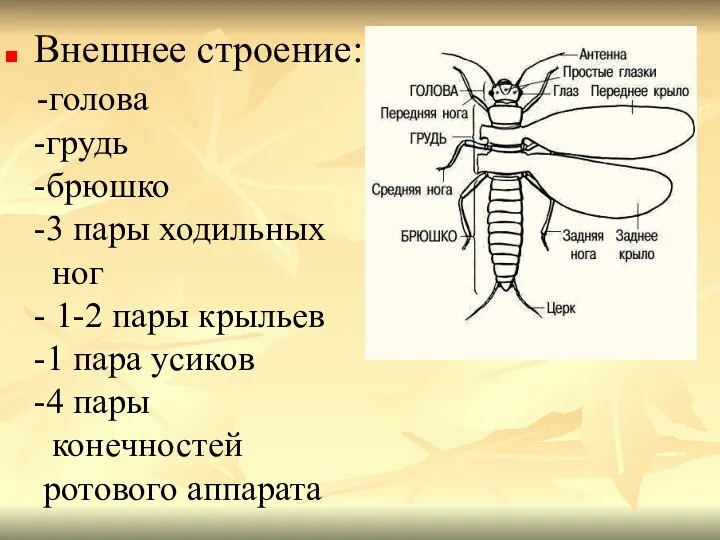 Внешнее строение: -голова -грудь -брюшко -3 пары ходильных ног -